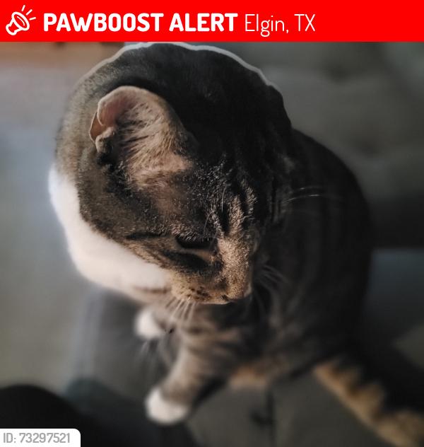 Lost Male Cat last seen Roxo Gas Station.at North Main and Taylor Road, Elgin, TX 78621