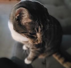 Lost Male Cat last seen Roxo Gas Station.at North Main and Taylor Road, Elgin, TX 78621