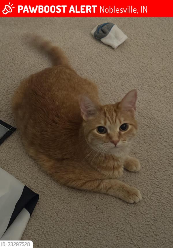 Lost Male Cat last seen Creekview dr, Noblesville, IN 46062