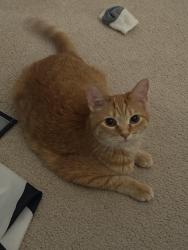 Lost Male Cat last seen Creekview dr, Noblesville, IN 46062