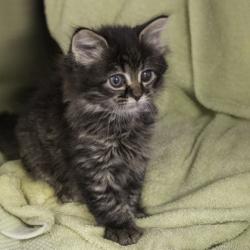 Shelter Stray Female Cat last seen Kwik Trip (U.S. Highway 151 and Schmedeman Ave), Madison 15, City of, WI, 5132 Voges Rd, Madison, WI 53718, USA