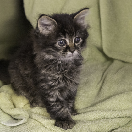 Shelter Stray Female Cat last seen Kwik Trip (U.S. Highway 151 and Schmedeman Ave), Madison 15, City of, WI, 5132 Voges Rd, Madison, WI 53718, USA