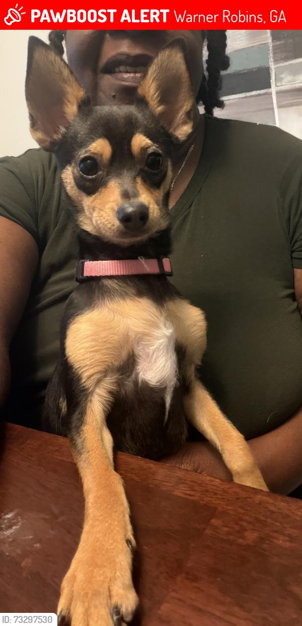 Lost Female Dog last seen Dorothy act, Tyson Glenn, Warner Robins, GA 31088