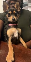 Lost Female Dog last seen Dorothy act, Tyson Glenn, Warner Robins, GA 31088