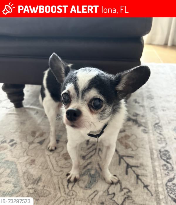Lost Male Dog last seen Jon Morris and River by Road, Iona, FL 33908