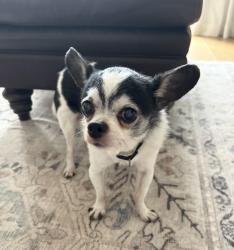Lost Male Dog last seen Jon Morris and River by Road, Iona, FL 33908
