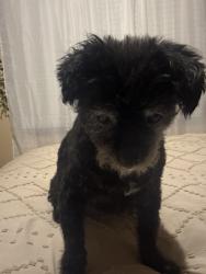 Lost Female Dog last seen Constance dr, Locust Grove, GA 30248