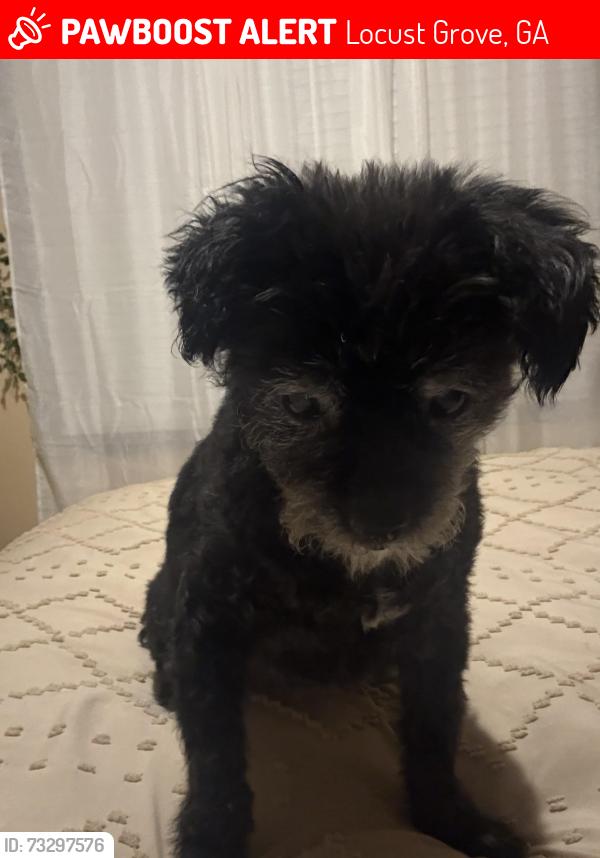 Lost Female Dog last seen Constance dr, Locust Grove, GA 30248
