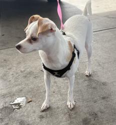 Lost Female Dog last seen Thompson Street and 47th Avenue, Oakland, CA 94601