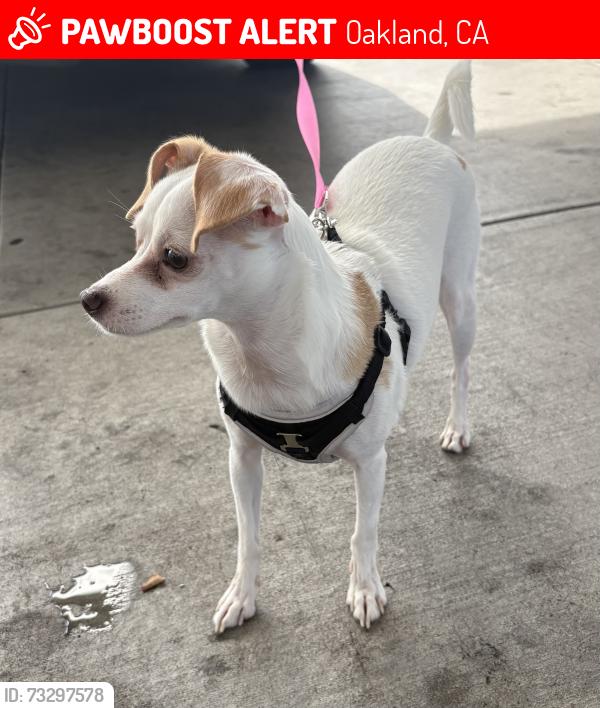 Lost Female Dog last seen Thompson Street and 47th Avenue, Oakland, CA 94601