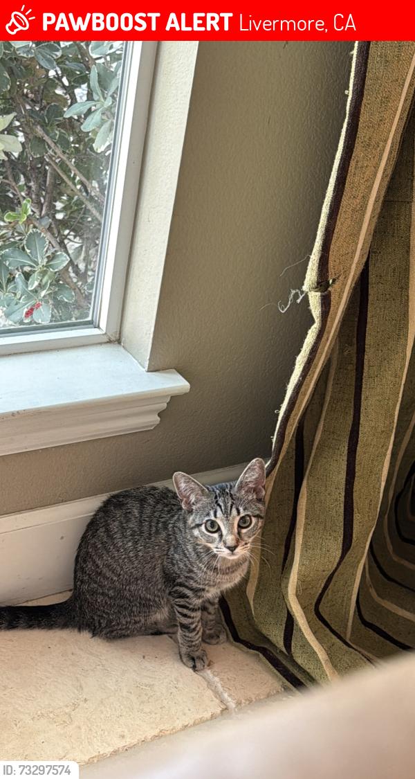 Lost Female Cat last seen Arroyo and Rivers Bend, Livermore, CA 94550