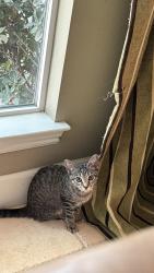 Lost Female Cat last seen Arroyo and Rivers Bend, Livermore, CA 94550