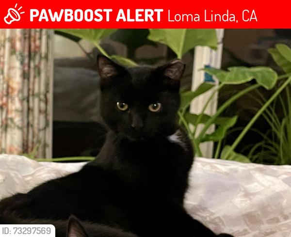 Lost Male Cat last seen campus, Loma Linda, CA 92354