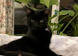Lost Male Cat last seen campus, Loma Linda, CA 92354