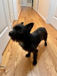 Reunited Male Dog last seen Old Mount Vernon Highway, Mount Vernon, VA 22309