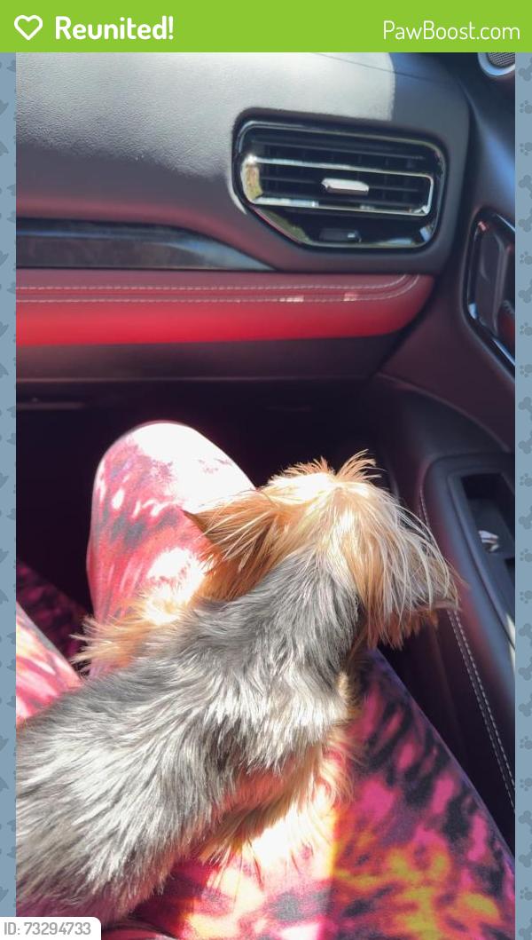 Reunited Male Dog last seen Cactus and Rainbow, Las Vegas, NV 89178