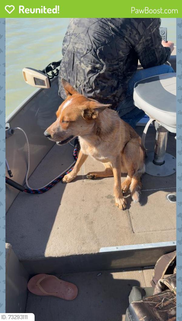 Reunited Male Dog last seen Iron horse road, Laramie County, WY 82054