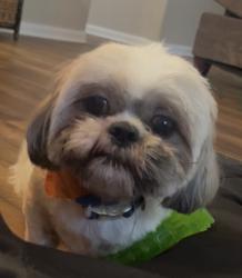 Lost Male Dog last seen Bailey rd, Manvel, TX 77578
