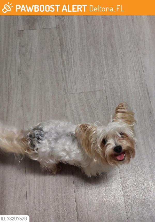Found/Stray Male Dog last seen Austin Ave, Deltona, FL 32738