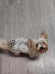 Found/Stray Male Dog last seen Austin Ave, Deltona, FL 32738