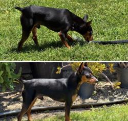 Found/Stray Male Dog last seen Heston Sports Park, Temecula, CA 92591