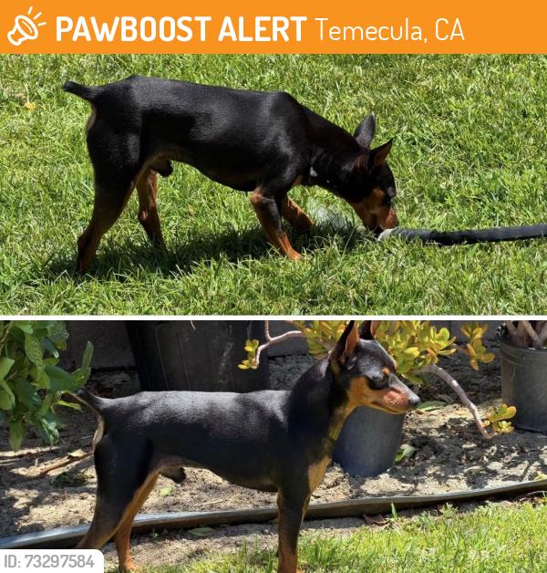 Found/Stray Male Dog last seen Heston Sports Park, Temecula, CA 92591