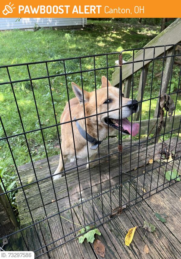 Found/Stray Male Dog last seen Mahoning rd NE, Canton, OH 44703