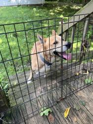 Found/Stray Male Dog last seen Mahoning rd NE, Canton, OH 44703