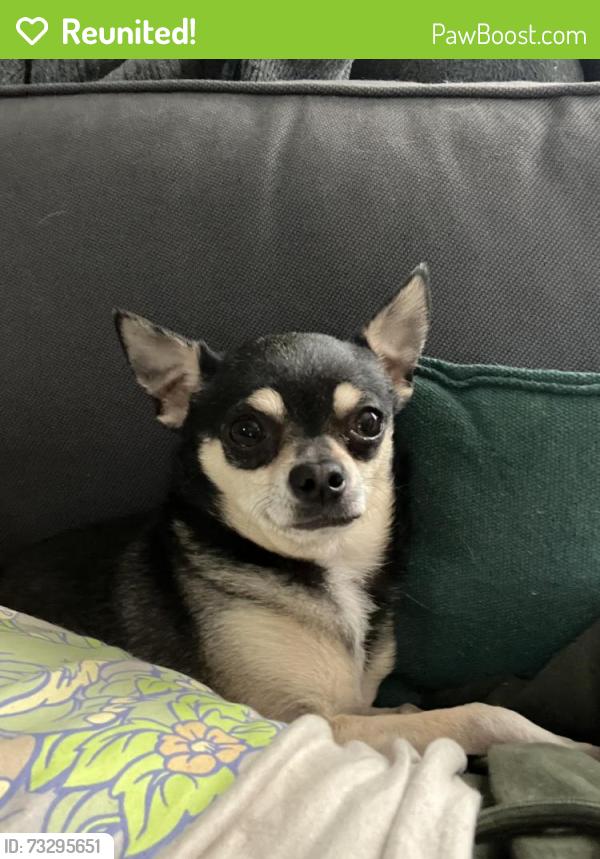 Reunited Male Dog last seen 7-11 parking lot off Pecos, Denver, CO 80221