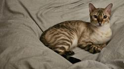 Reunited Male Cat last seen Hill Close, Greater London, England 