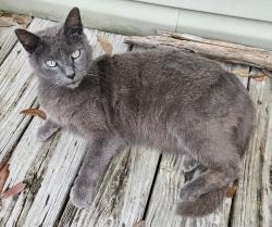 Lost Female Cat last seen Neighborhood behind the intersection of Capital Circle and Apalachee Parkway, Tallahassee, FL 32311