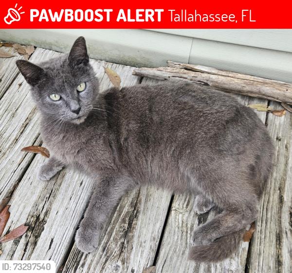 Lost Female Cat last seen Neighborhood behind the intersection of Capital Circle and Apalachee Parkway, Tallahassee, FL 32311