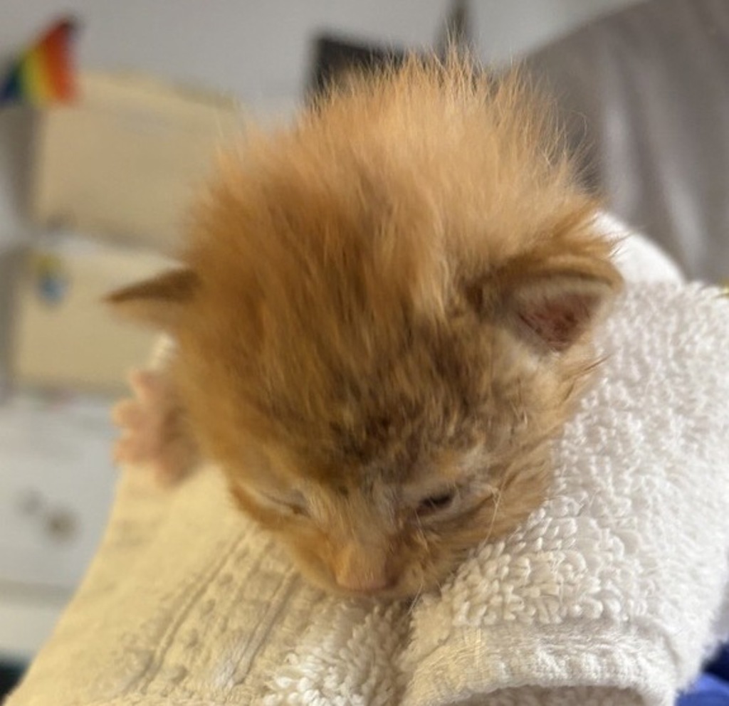 Shelter Stray Male Cat last seen Near Valley Center Road, Valley Center, CA, 92082, Escondido, CA 92027, USA