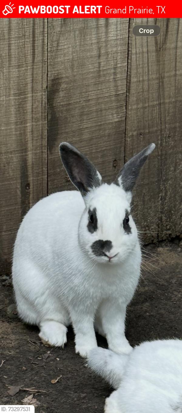 Lost Male Rabbit last seen MacArthur blvd, Grand Prairie, TX 75050