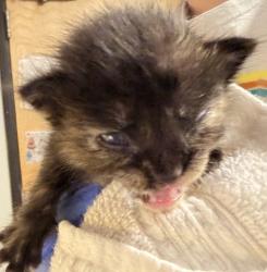 Shelter Stray Female Cat last seen Near Valley Center Road, Valley Center, CA, 92082, Escondido, CA 92027, USA