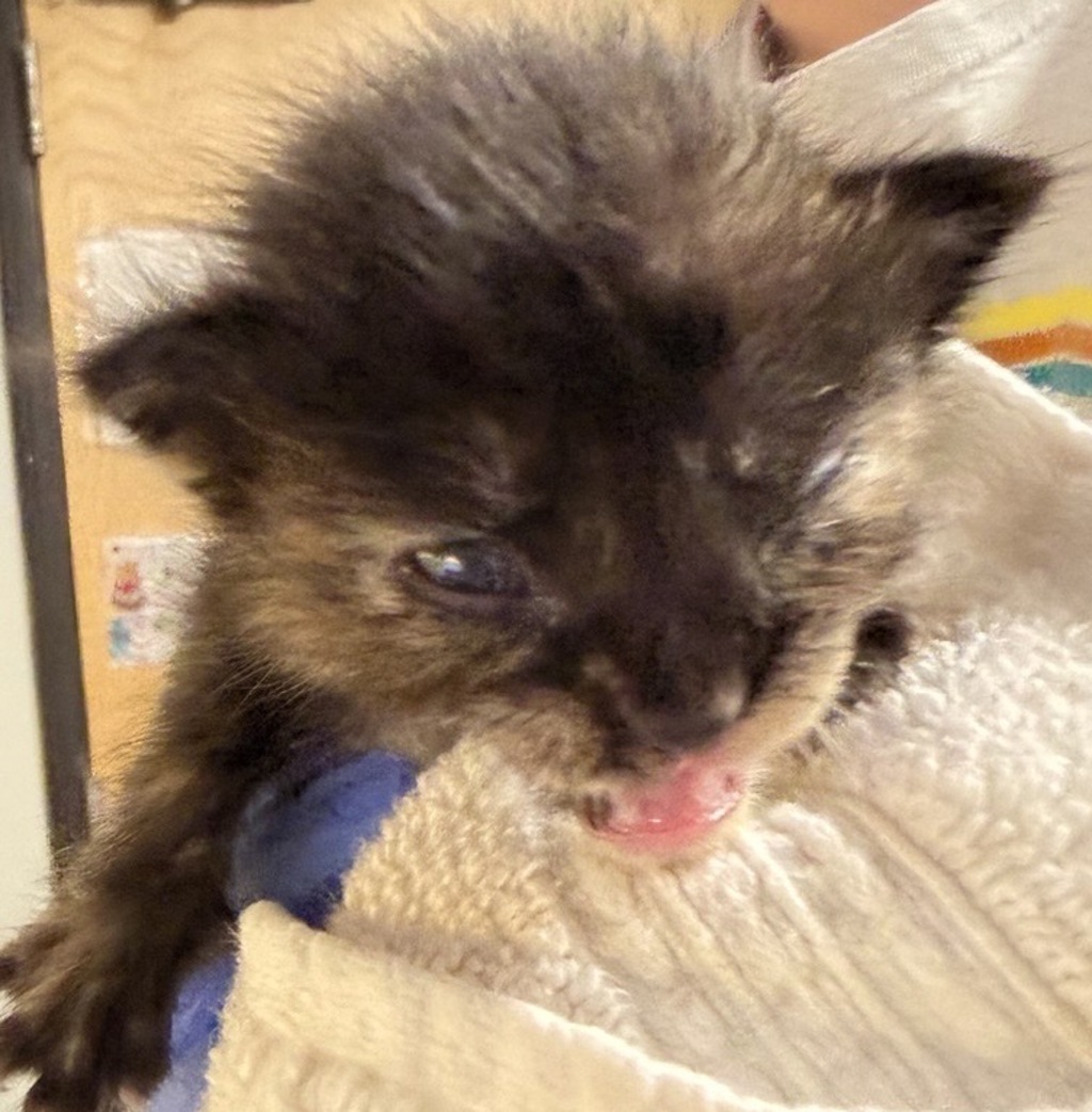 Shelter Stray Female Cat last seen Near Valley Center Road, Valley Center, CA, 92082, Escondido, CA 92027, USA