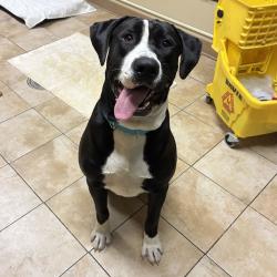 Shelter Stray Male Dog last seen Germantown Rd, PORTLAND, OR, 97231, 1700 W Historic Columbia River Hwy, Troutdale, OR 97060, USA