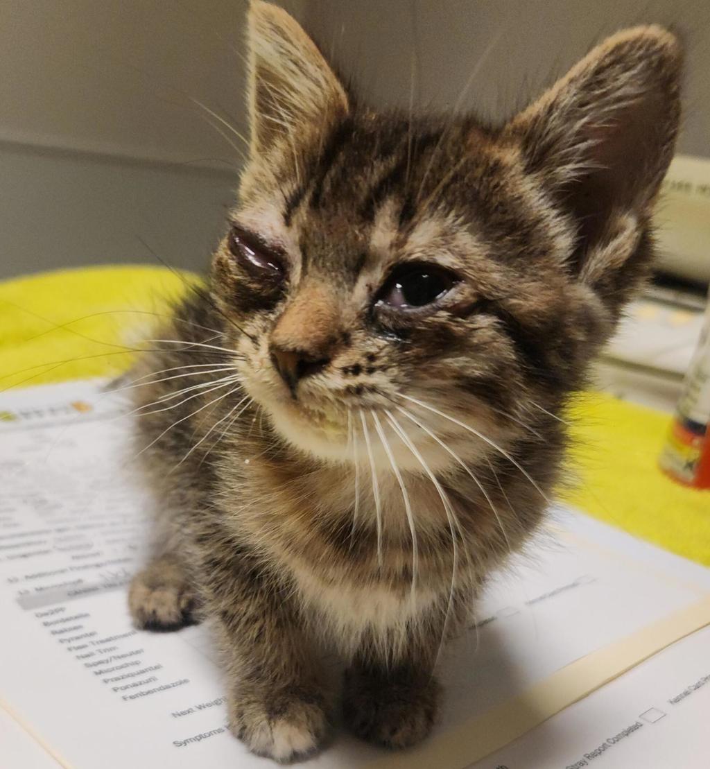 Shelter Stray Female Cat last seen Near Mono Avenue, SAN LEANDRO, CA, 94578, 8323 Baldwin St, Oakland, CA 94621, USA