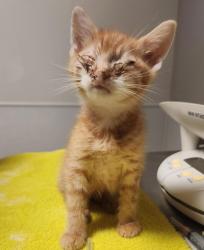 Shelter Stray Male Cat last seen Near Mono Avenue, SAN LEANDRO, CA, 94578, 8323 Baldwin St, Oakland, CA 94621, USA
