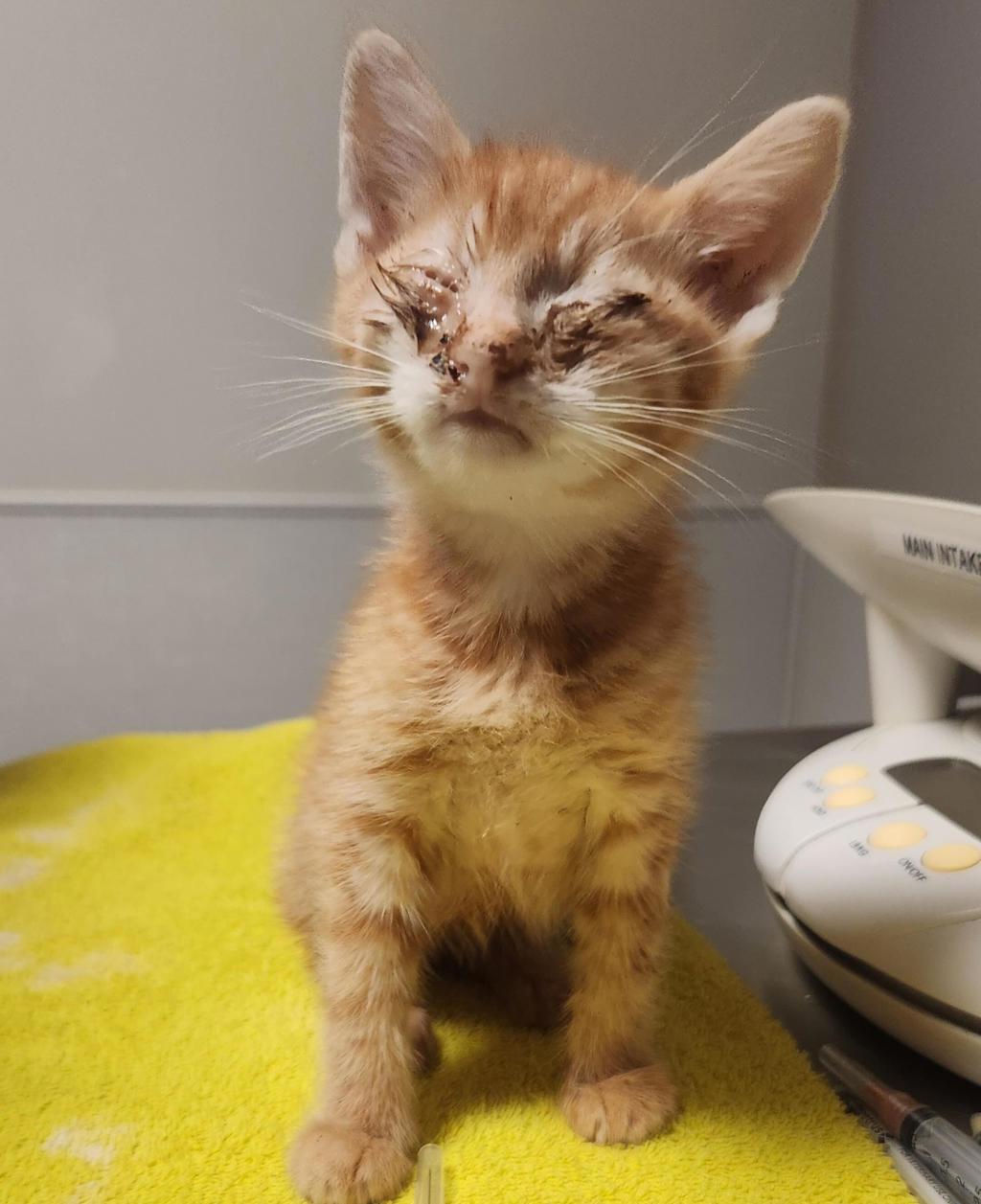 Shelter Stray Male Cat last seen Near Mono Avenue, SAN LEANDRO, CA, 94578, 8323 Baldwin St, Oakland, CA 94621, USA