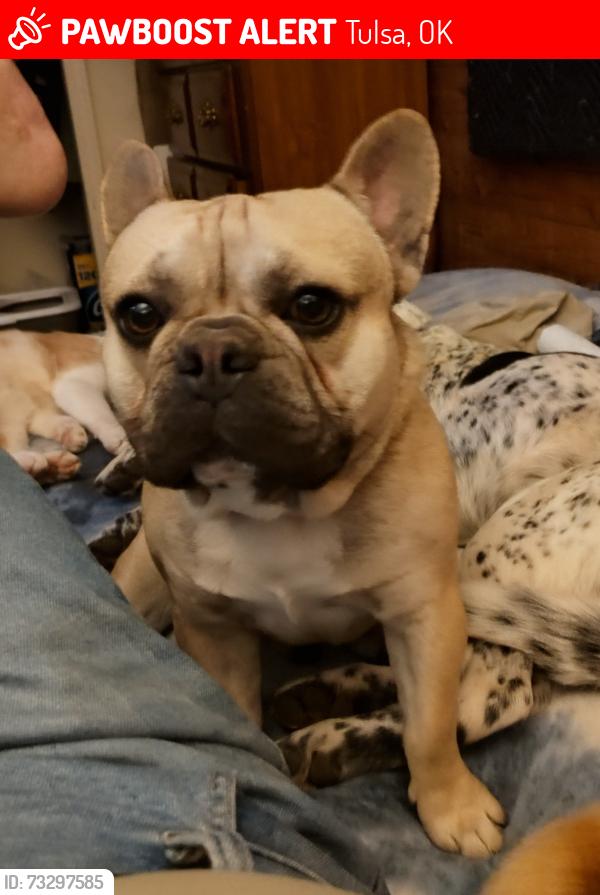 Lost Male Dog last seen 17th and 121st street, Tulsa, OK 74128