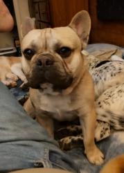 Lost Male Dog last seen 17th and 121st street, Tulsa, OK 74128