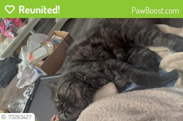 Reunited Male Cat last seen Near Harwood St, San Diego, CA 92154, EE. UU., San Diego, CA 92154