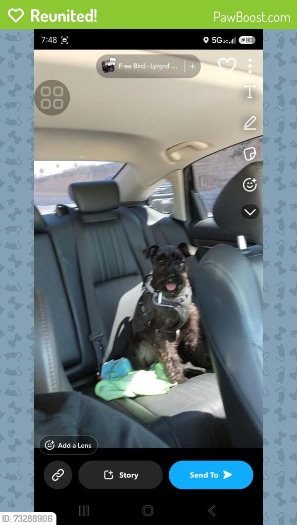 Reunited Male Dog last seen Near s Harvard Blvd LA CA 90062, Los Angeles, CA 90062