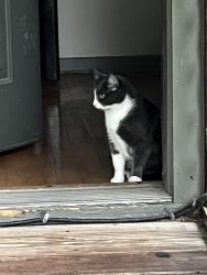 Lost Female Cat last seen N Randolph/W Vine St, Champaign, IL 61820