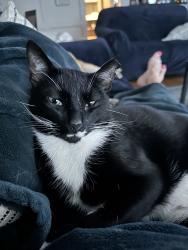 Lost Male Cat last seen Valley Manor and Cedar Knolls, Houston, TX 77339