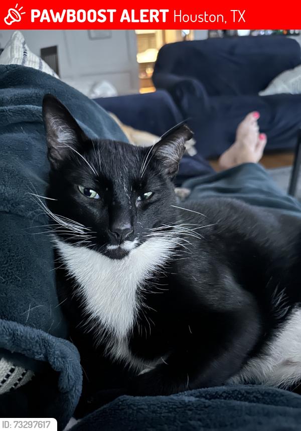 Lost Male Cat last seen Valley Manor and Cedar Knolls, Houston, TX 77339
