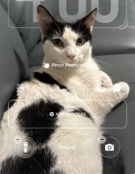 Lost Female Cat last seen 12th Pl, Yuma, AZ 85364