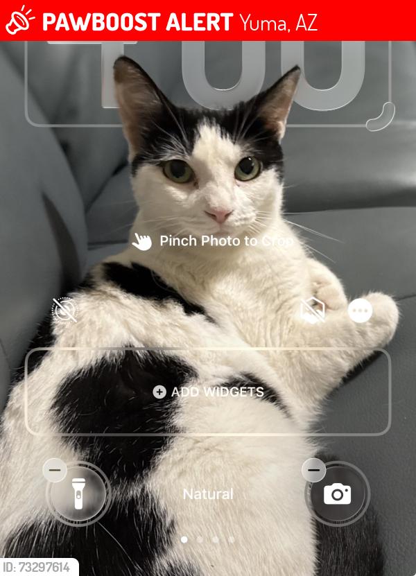 Lost Female Cat last seen 12th Pl, Yuma, AZ 85364