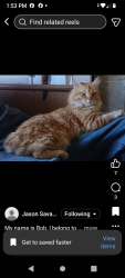 Lost Male Cat last seen Clark Rd, Lucerne Valley, CA 92356